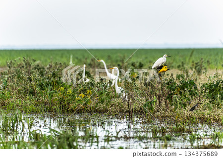 Great egret, Ardea alba at the Jari Canal at Alter do Chao, Santarem District, Para State, Brazil. 134375689