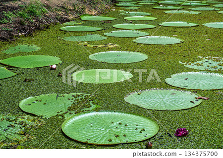 Victoria amazonica flower at Museu da Amazonia, MUSA in Manaus, Brazil. The largest of the water lily family 134375700