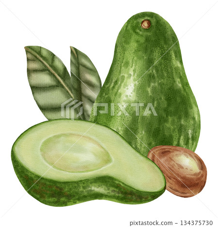 A hand-drawn watercolor illustration of an avocado composition with slices and leaves. Suitable for stores, cafes, packaging, menus, and products related to cooking, skincare, and health. A hand-drawn watercolor illustration of an avocado composition with slices and leaves. Suitable for stores, cafes, packaging, menus, and products related to cooking, skincare, and health. 134375730