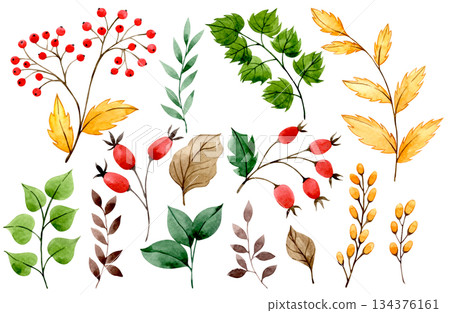 Watercolor autumn set with red rowan berries, rose hips, and yellow leaves. Clip art. 134376161