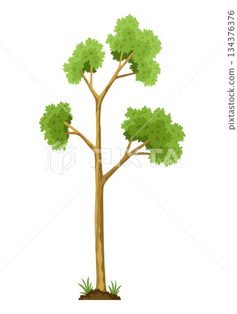Stage of tree growth. Large tree growth with green leaf and branches. Illustration of business cycle development Stage of tree growth. Large tree growth with green leaf and branches. Illustration of business cycle development 134376376