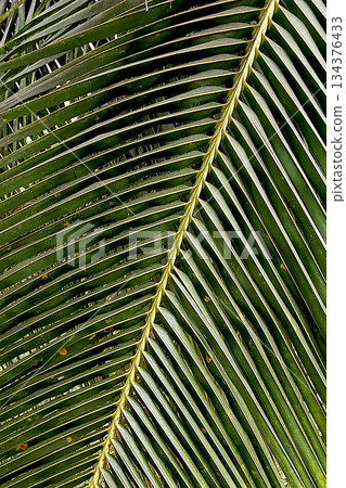 Coconut Leaves Emerging from Diagonal Rib Coconut Leaves Emerging from Diagonal Rib 134376433