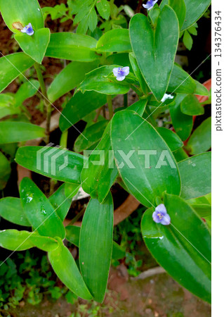 Tiny, Blue flowers of Spider Lily Tiny, Blue flowers of Spider Lily 134376434