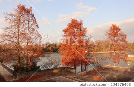 神戶市西區西新中央湯屋池 神戶市西區西新中央湯屋池 134376498