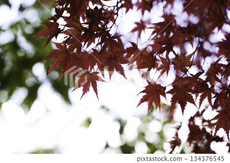 Beautiful red maple leaves 134376545