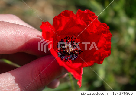 The poppy flower, with its many symbols, memory, solidarity, freedom, will, endurance The poppy flower, with its many symbols, memory, solidarity, freedom, will, endurance 134376869