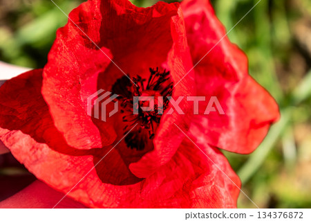 The poppy flower, with its many symbols, memory, solidarity, freedom, will, endurance 134376872