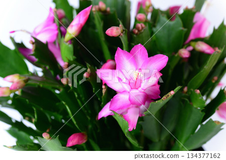 紅蟹爪蘭花 丹麥仙人掌 紅蟹爪蘭花 丹麥仙人掌 134377162