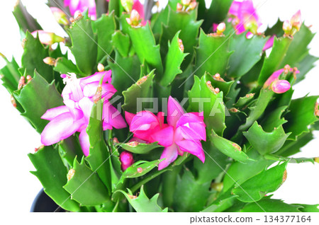 紅蟹爪蘭花 丹麥仙人掌 紅蟹爪蘭花 丹麥仙人掌 134377164