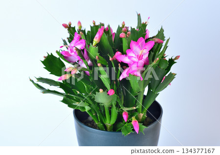 Red Schlumbergera cactus flower Denmark cactus Red Schlumbergera cactus flower Denmark cactus 134377167