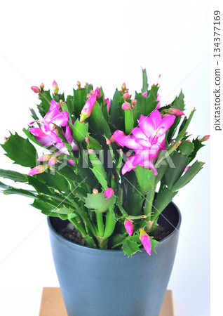 紅蟹爪蘭花 丹麥仙人掌 紅蟹爪蘭花 丹麥仙人掌 134377169