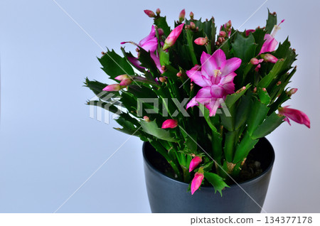 紅蟹爪蘭花 丹麥仙人掌 紅蟹爪蘭花 丹麥仙人掌 134377178