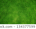 Grass background material pattern 02 134377599