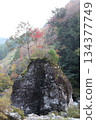 山谷上方，一塊長滿青苔的巨石上長著一小片森林 134377749