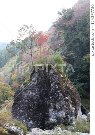 一塊巨大的岩石聳立在山谷之上，上面長滿了青苔和秋葉（能量點） 134377780