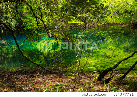山形縣湯座町初夏：神秘的春天，丸池，綠意盎然 134377781