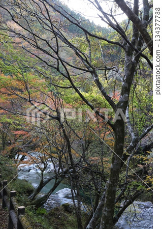 枝繁葉茂，山澗溪水波光粼粼，山谷被秋色染成一片絢麗的景象。 134377788