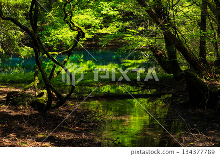 Early summer in Yuza Town, Yamagata Prefecture: Mysterious spring, Maruike pond, covered in fresh greenery 134377789