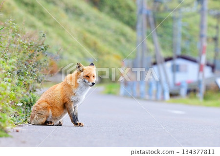 知床的Kita狐狸 134377811