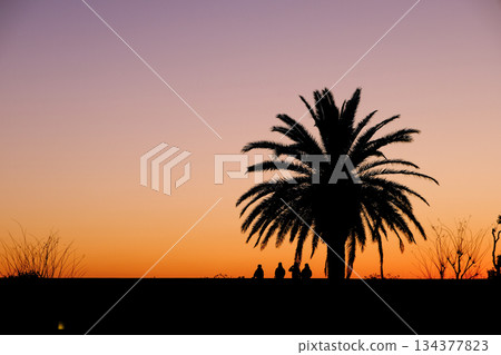 人們在棕櫚樹下交談 134377823