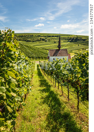 Vineyards and Eichert Chapel in the Kaiserstuhl wine region, Baden-Wuerttemberg, Germany 134377937