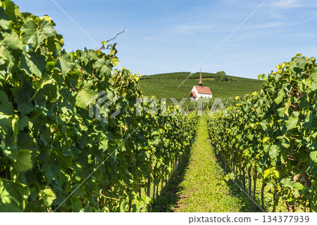 Vineyards and Eichert Chapel in the Kaiserstuhl wine region, Baden-Wuerttemberg, Germany 134377939