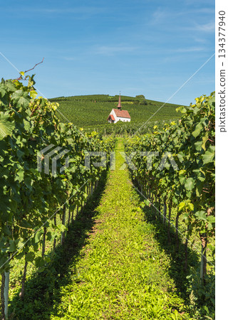 Vineyards and Eichert Chapel in the Kaiserstuhl wine region, Baden-Wuerttemberg, Germany 134377940