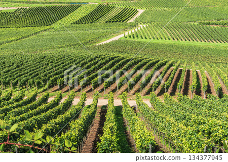 Vineyards on rolling hills in the Kaiserstuhl wine region, Baden-Wuerttemberg, Germany Vineyards on rolling hills in the Kaiserstuhl wine region, Baden-Wuerttemberg, Germany 134377945
