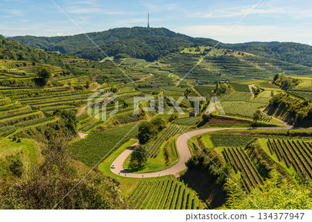 Terraced vineyards and winding road at Texaspass viewpoint in the Kaiserstuhl wine region, Germany Terraced vineyards and winding road at Texaspass viewpoint in the Kaiserstuhl wine region, Germany 134377947