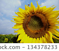 Sunflowers blooming in the blue sky and bees collecting nectar 134378233