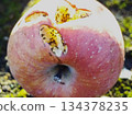 Close-up of a worm-eaten apple 134378235