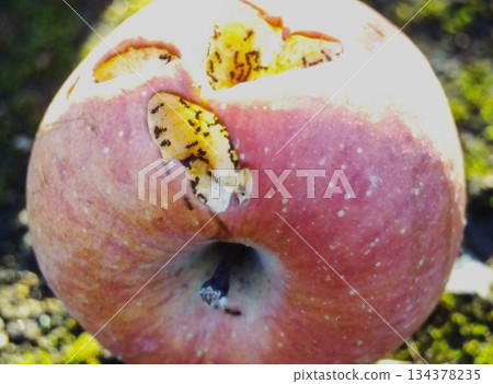 Close-up of a worm-eaten apple 134378235