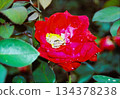 A tree frog standing on a red rose A moment of nature with sparkling raindrops 134378238