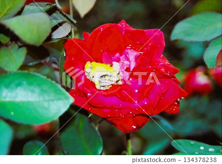 A tree frog standing on a red rose A moment of nature with sparkling raindrops A tree frog standing on a red rose A moment of nature with sparkling raindrops 134378238