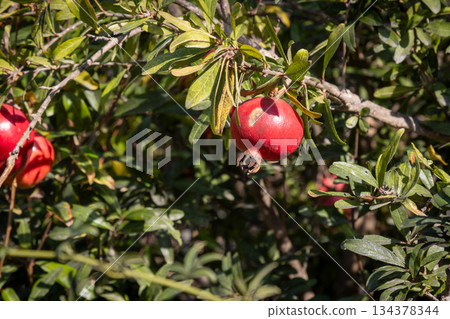 Red pomegranate in a garden, Paxos, Greece 134378344