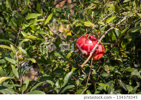 Red pomegranate in a garden, Paxos, Greece Red pomegranate in a garden, Paxos, Greece 134378345