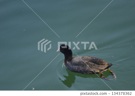 Black bird swimming in the sea 134378362