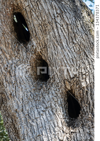 Olive tree trunk with three holes, Paxos, Greece 134378371