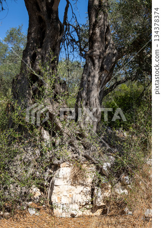 High olive trees, Paxos, Greece High olive trees, Paxos, Greece 134378374