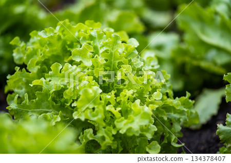 Veggies with green leaves and russet vegetables The leaves have wavy edges. with brief succulent stalks. Veggies with green leaves and russet vegetables The leaves have wavy edges. with brief succulent stalks. 134378407