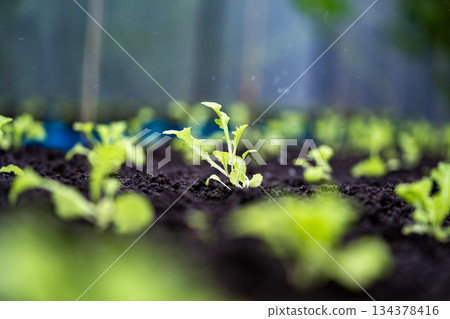 Close up of a sprout planted in the soil for planting. The stems of kale sprouts growing on the soil. Soil for cultivation is a contains nutrients for growth plant. Close up of a sprout planted in the soil for planting. The stems of kale sprouts growing on the soil. Soil for cultivation is a contains nutrients for growth plant. 134378416