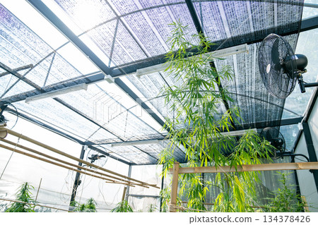 A lush marijuana plant  with stem and leaves under the sunshine. A herbal plant used for medical purposes to make the medicine. A weed plant for smoking and making drugs. 134378426