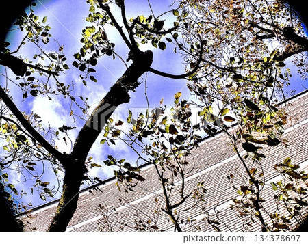 Contrast background material of tree branches looking up at the blue sky and building exterior walls 134378697