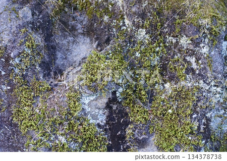 岩石表面覆蓋著苔蘚和地衣 134378738
