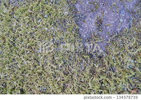 長滿苔蘚的岩石表面 134378739