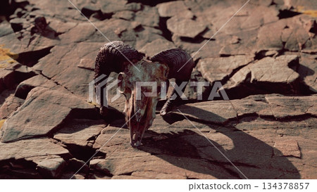 A weathered ram skull lies amid cracked, dry rocks in a sunlit desert landscape. The stark shadows accentuate its unique shape, creating a striking visual contrast with the earthy tones around it. 134378857