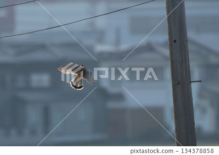 紅隼 134378858
