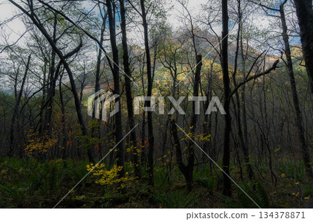 Autumn in Kamikochi: Autumn leaves of larch forest and the Hotaka mountain range Autumn in Kamikochi: Autumn leaves of larch forest and the Hotaka mountain range 134378871