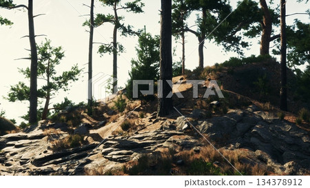 Warm sunlight filters through tall trees, illuminating a rocky hillside covered in grass and shrubs. Nature thrives in this serene forest setting, inviting quiet reflection and exploration. Warm sunlight filters through tall trees, illuminating a rocky hillside covered in grass and shrubs. Nature thrives in this serene forest setting, inviting quiet reflection and exploration. 134378912