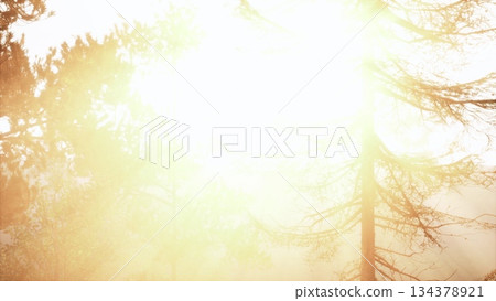 Sunlight bursts through tall trees, creating a magical glow in the forest. The warm light signals the end of the day, casting shadows and illuminating the vibrant surroundings. 134378921